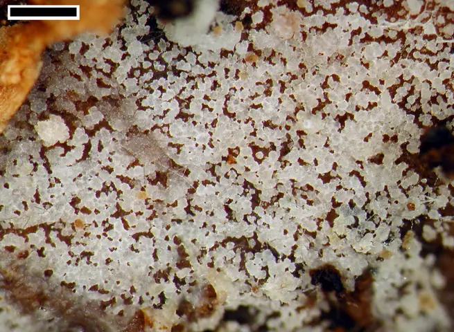 Zębośluzek białawy (Stypella vermiformis)