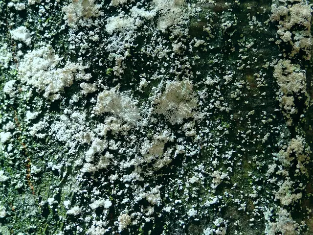 Zębośluzek podlaski (Stypella grilletii)