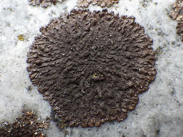 Żełuczka ciemna (Xanthoparmelia verruculifera)