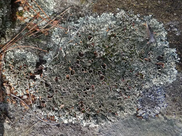 Żełuczka izydiowa (Xanthoparmelia conspersa)