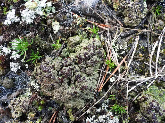Ziarniak próchnicowy (Placynthiella oligotropha)