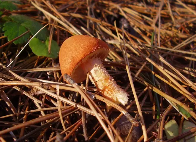 Ziarnówka cynobrowa (Cystoderma cinnabarinum)