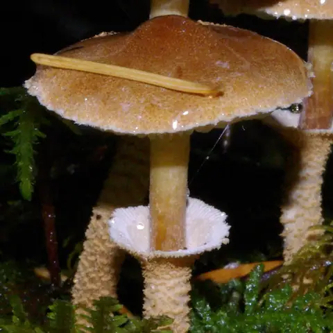 Ziarnówka górska (Cystoderma fallax)