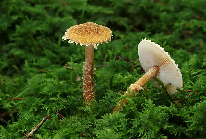 Ziarnówka ochrowożółta (Cystoderma amianthinum)