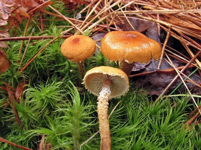 Ziarnówka żółtawa (Cystoderma jasonis)
