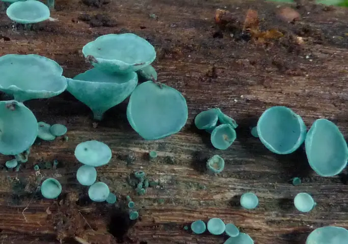 Zieleniak grynszpanowy (Chlorociboria aeruginosa)