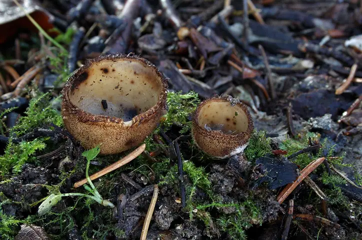 Ziemica półkulista (Humaria hemisphaerica)