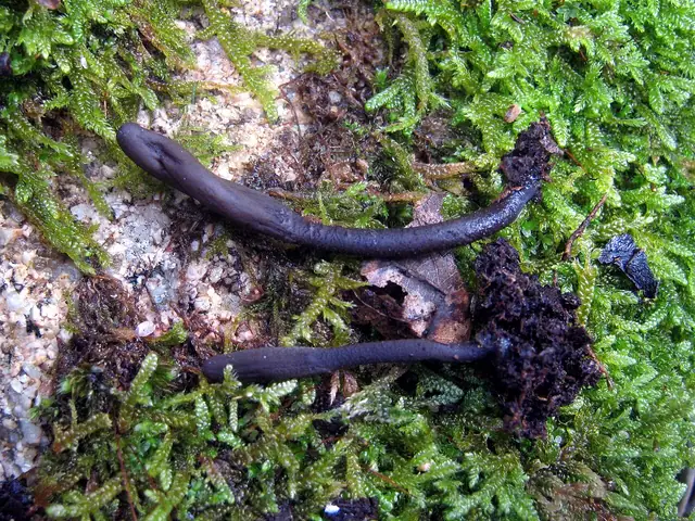 Ziemiozorek ciemnopurpurowy (Geoglossum atropurpureum)