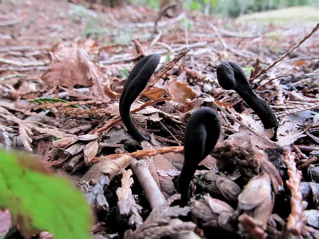 Ziemiozorek czarniawy (Geoglossum nigritum)