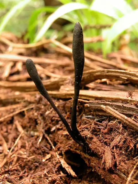 Ziemiozorek jasnoparafizowy (Geoglossum fallax)