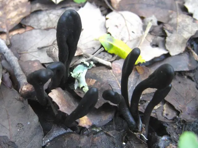 Ziemiozorek okazały (Geoglossum cookeanum)