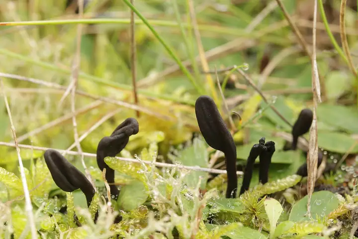 Ziemiozorek pomarszczony (Geoglossum umbratile)
