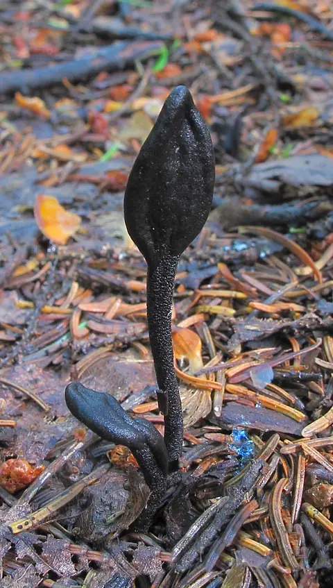 Ziemiozorek torfowiskowy (Geoglossum sphagnophilum)