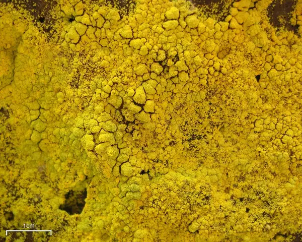 Złociszek jaskrawy (Chrysothrix candelaris)