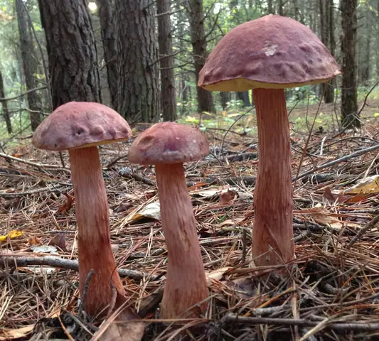 Złotak wysmukły (Aureoboletus projectellus)