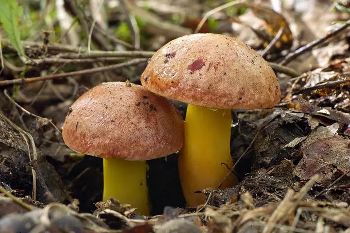 Złotak złotopory (Aureoboletus gentilis)