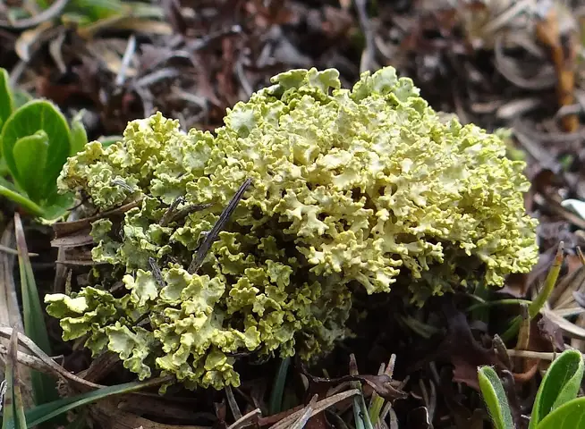 Złotlinka halna (Vulpicida tubulosus)