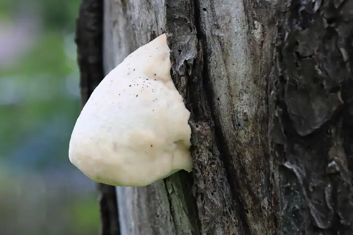 Złotoporek niemiły (Aurantiporus fissilis)