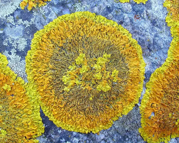 Złotorost jaskrawy (Xanthoria calcicola)
