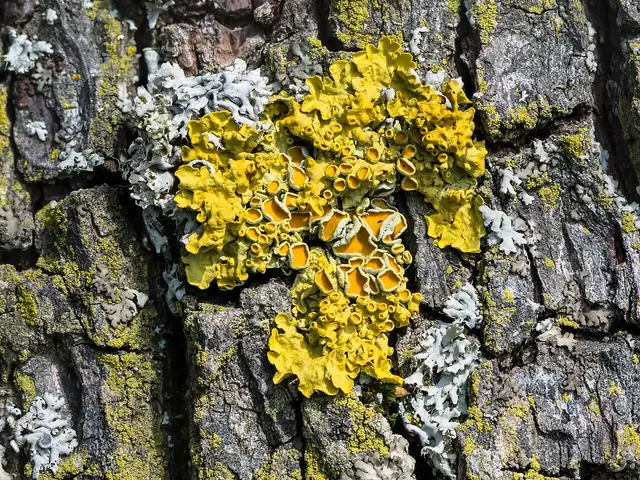 Złotorost ścienny (Xanthoria parietina)