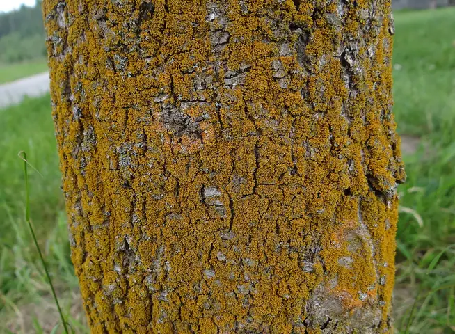 Złotorostka postrzępiona (Polycauliona candelaria)