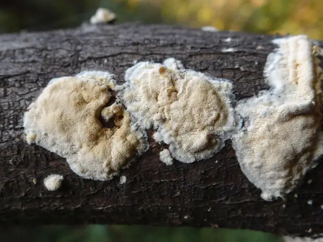 Zmiennoporek krwawiący (Rigidoporus sanguinolentus)