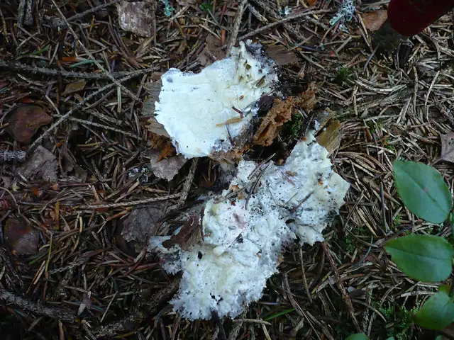 Zmiennoporek szklisty (Physisporinus vitreus)