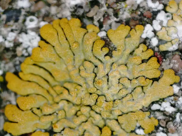 Żółtaczek zwodniczy (Calogaya decipiens)