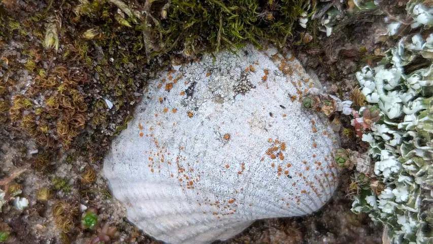 Żółtecja mleczna (Xanthocarpia lactea)