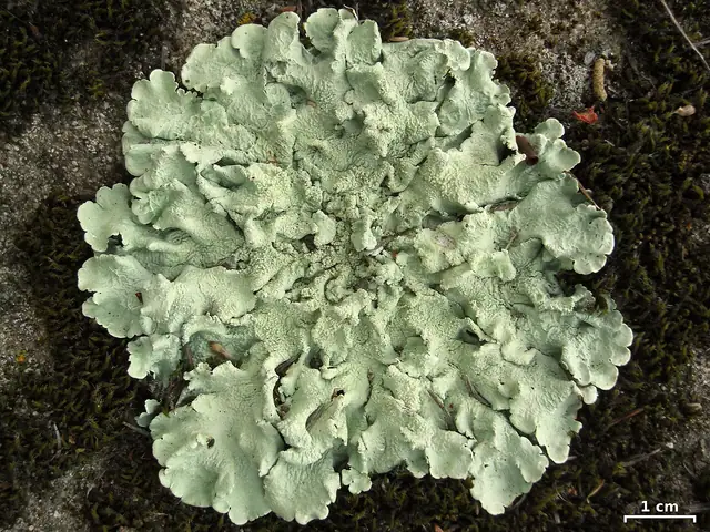 Żółtlica chropowata (Flavoparmelia caperata)