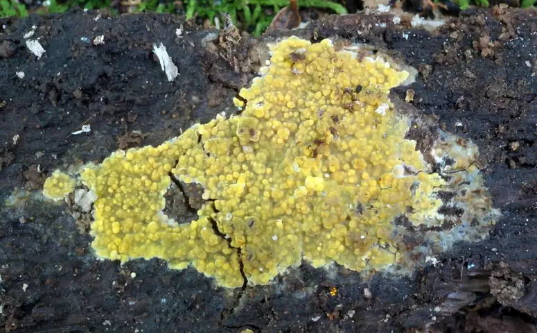 Żylak czerwonobrązowy (Phlebia subochracea)