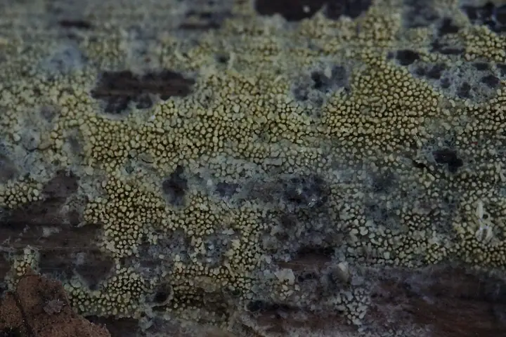 Żylak iglasty (Mycoacia aurea)