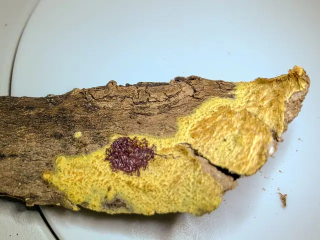 Żylak kolczasty (Mycoacia uda)