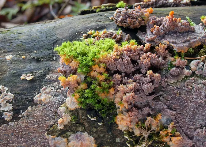 Żylak promienisty (Phlebia radiata)