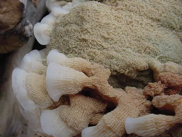 Żylak trzęsakowaty (Phlebia tremellosa)
