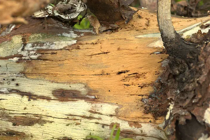 Żylak zmienny (Phlebia serialis)