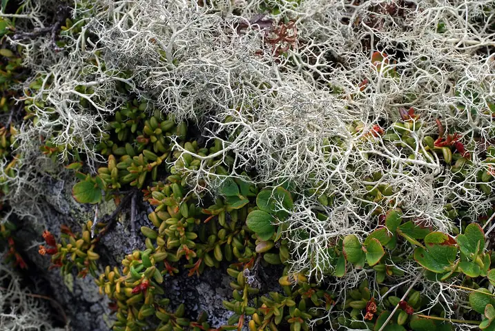 Żyłecznik halny (Alectoria ochroleuca)