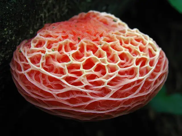 Żyłkowiec różowawy (Rhodotus palmatus)