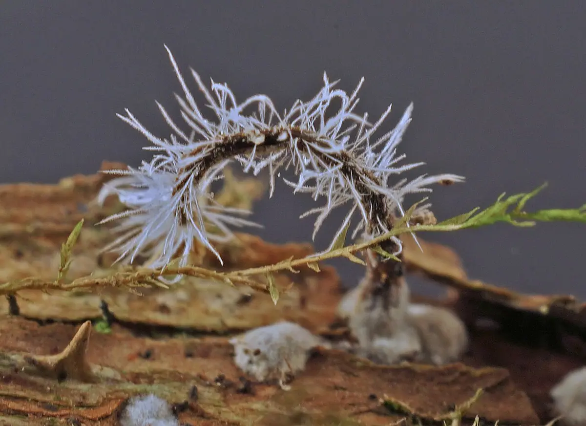 Tilachlidium brachiatum — zdjęcie 1 z 4