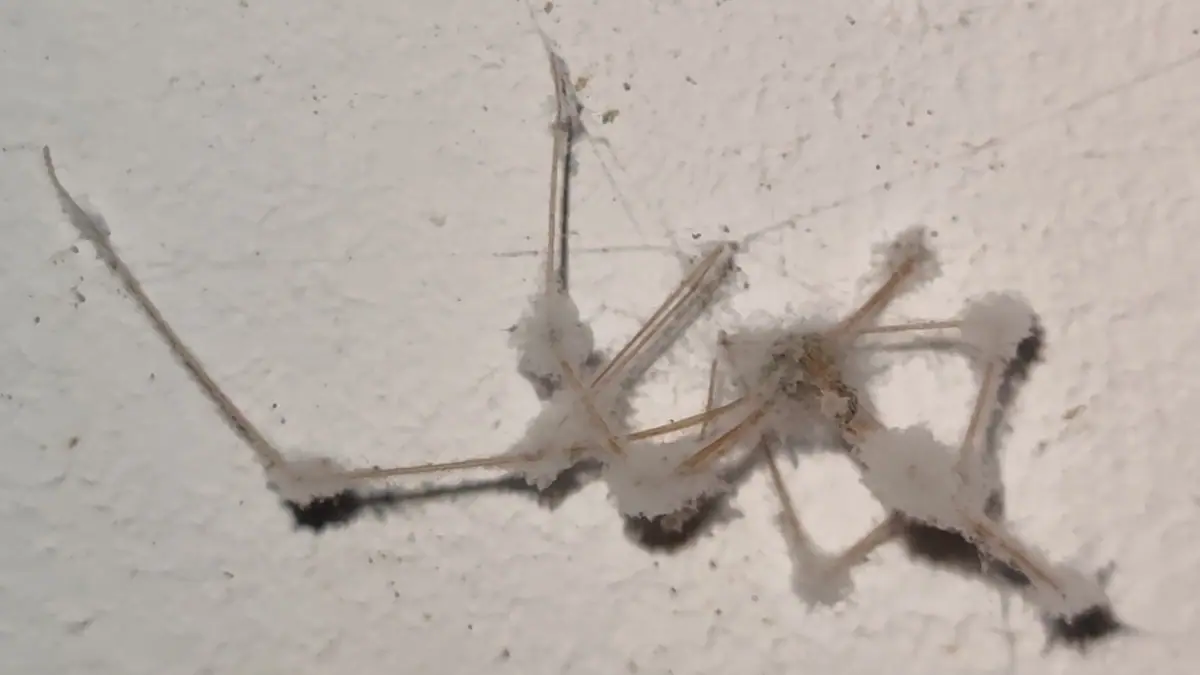 Torrubiella pulvinata — zdjęcie 1 z 3