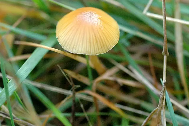 Trąbka francuska (Tubaria romagnesiana) — zdjęcie 1 z 4