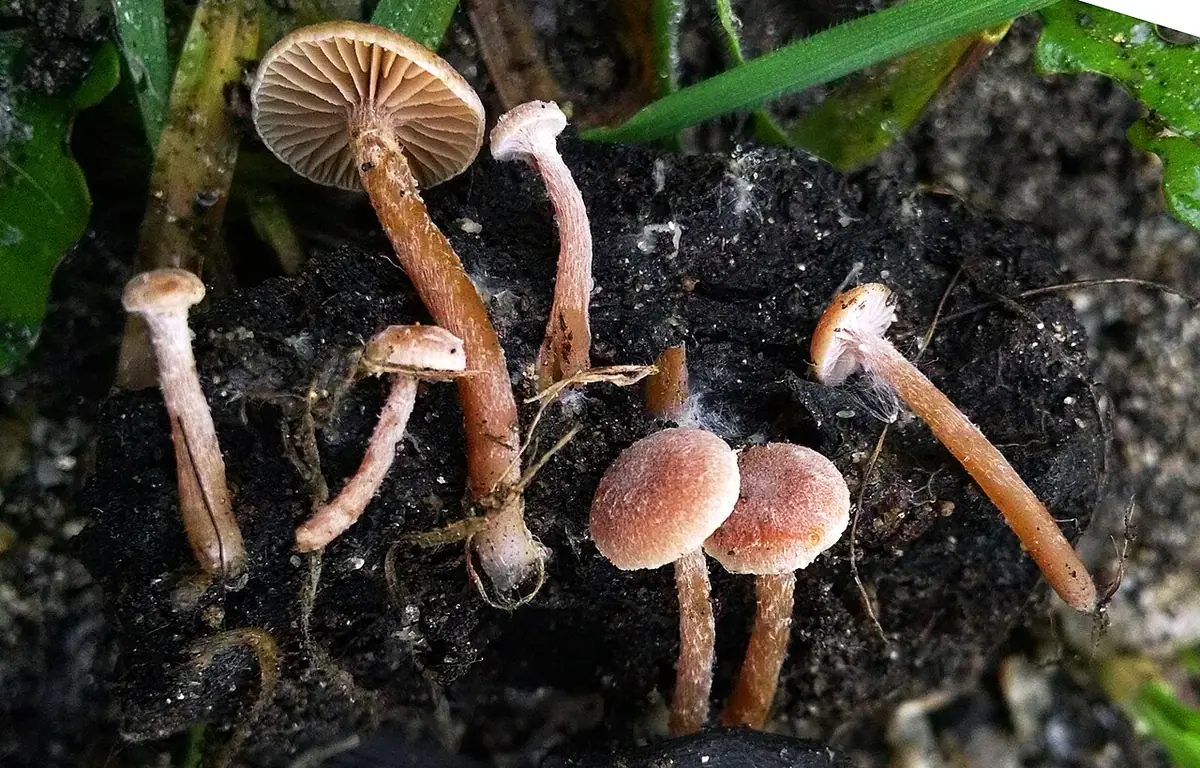 Trąbka kłaczkowata (Tubaria conspersa) — zdjęcie 1 z 4