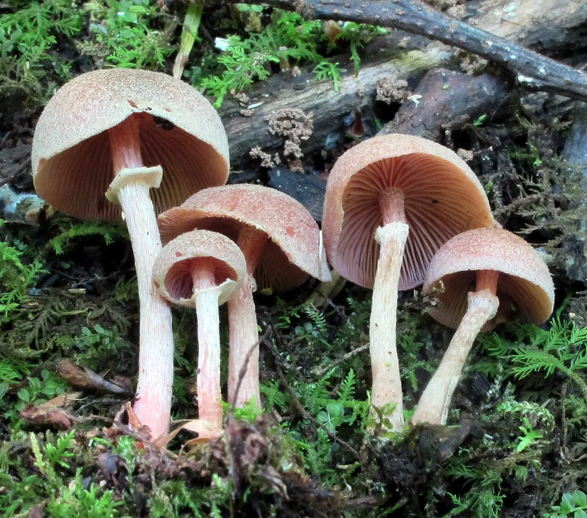 Trąbka opierścieniona (Tubaria confragosa) — zdjęcie 1 z 4