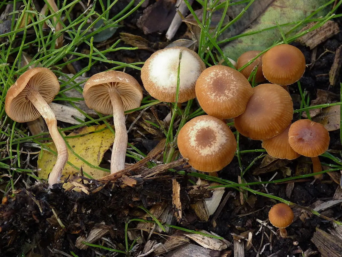 Trąbka otrębiasta (Tubaria furfuracea) — zdjęcie 1 z 4