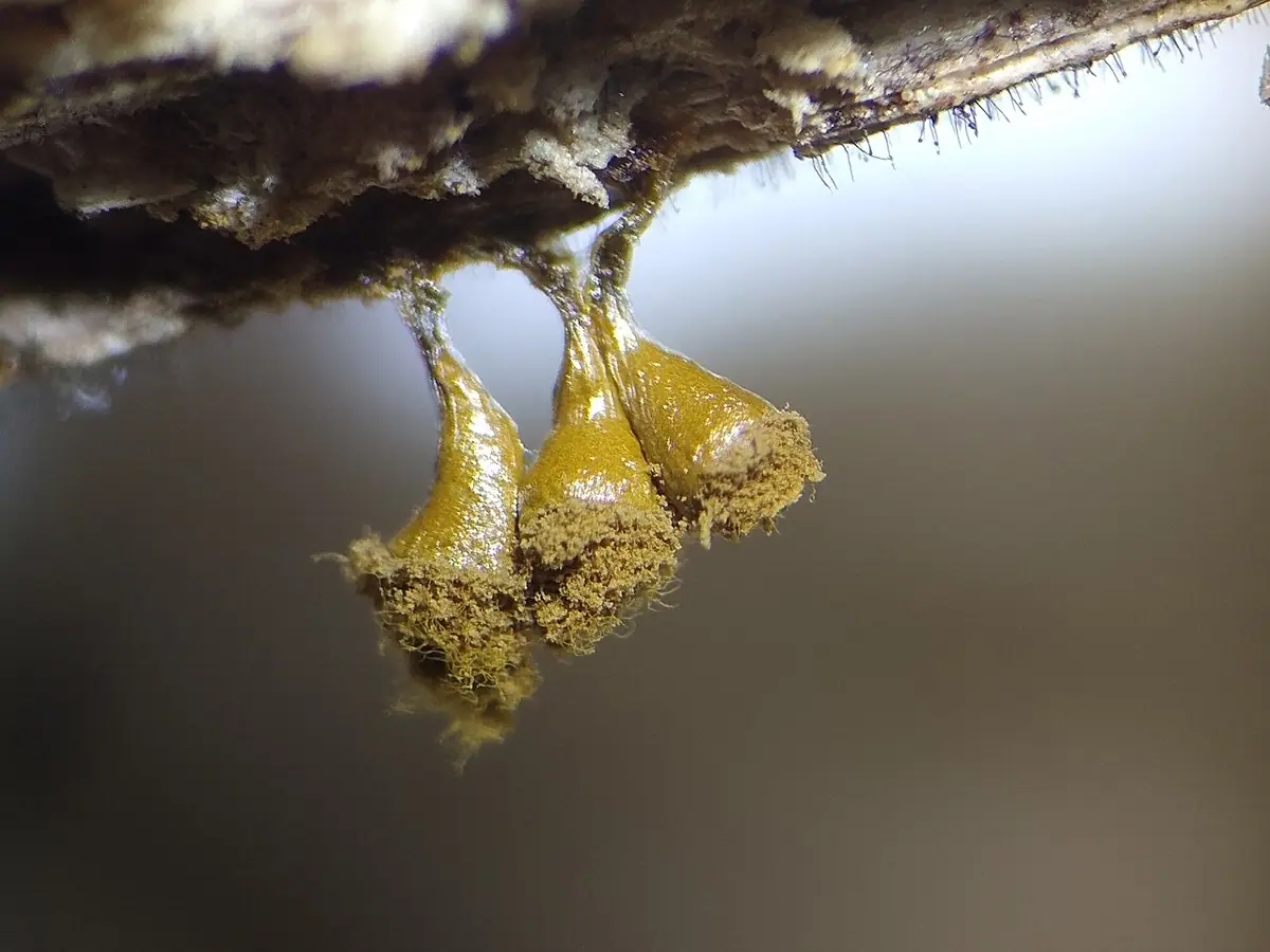 Trichia crateriformis — zdjęcie 1 z 4