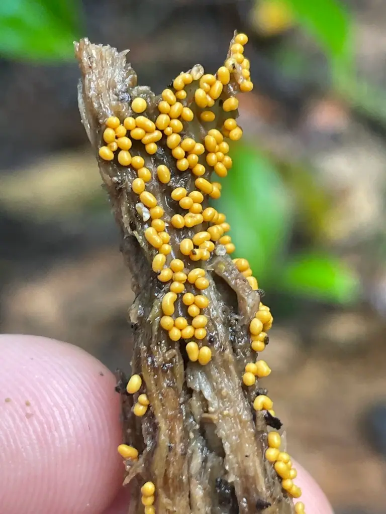 Trichia spp. — zdjęcie 1 z 4