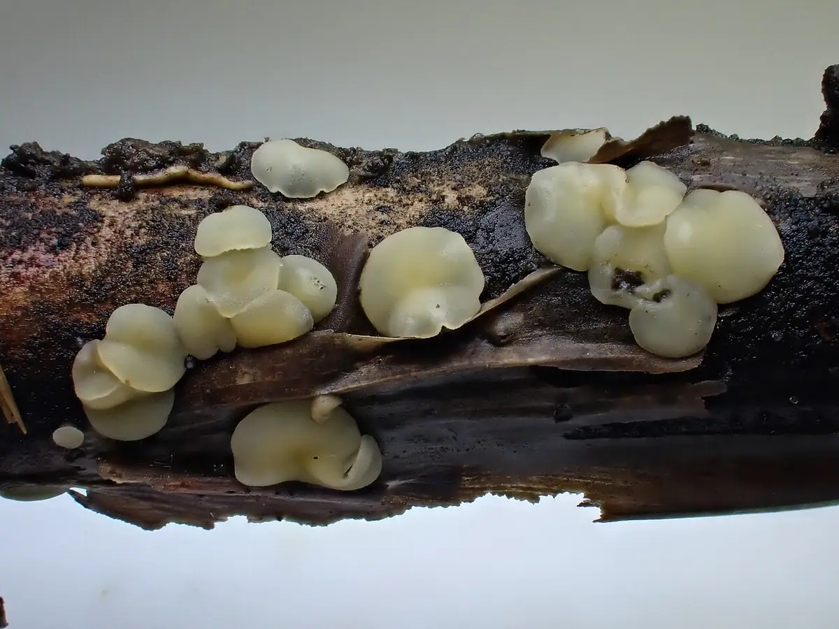 Trichobelonium kneiffii — zdjęcie 1 z 2