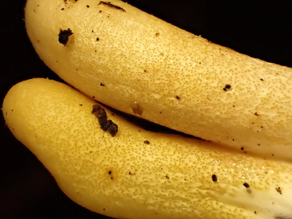 Trichoderma alutaceum — zdjęcie 1 z 4