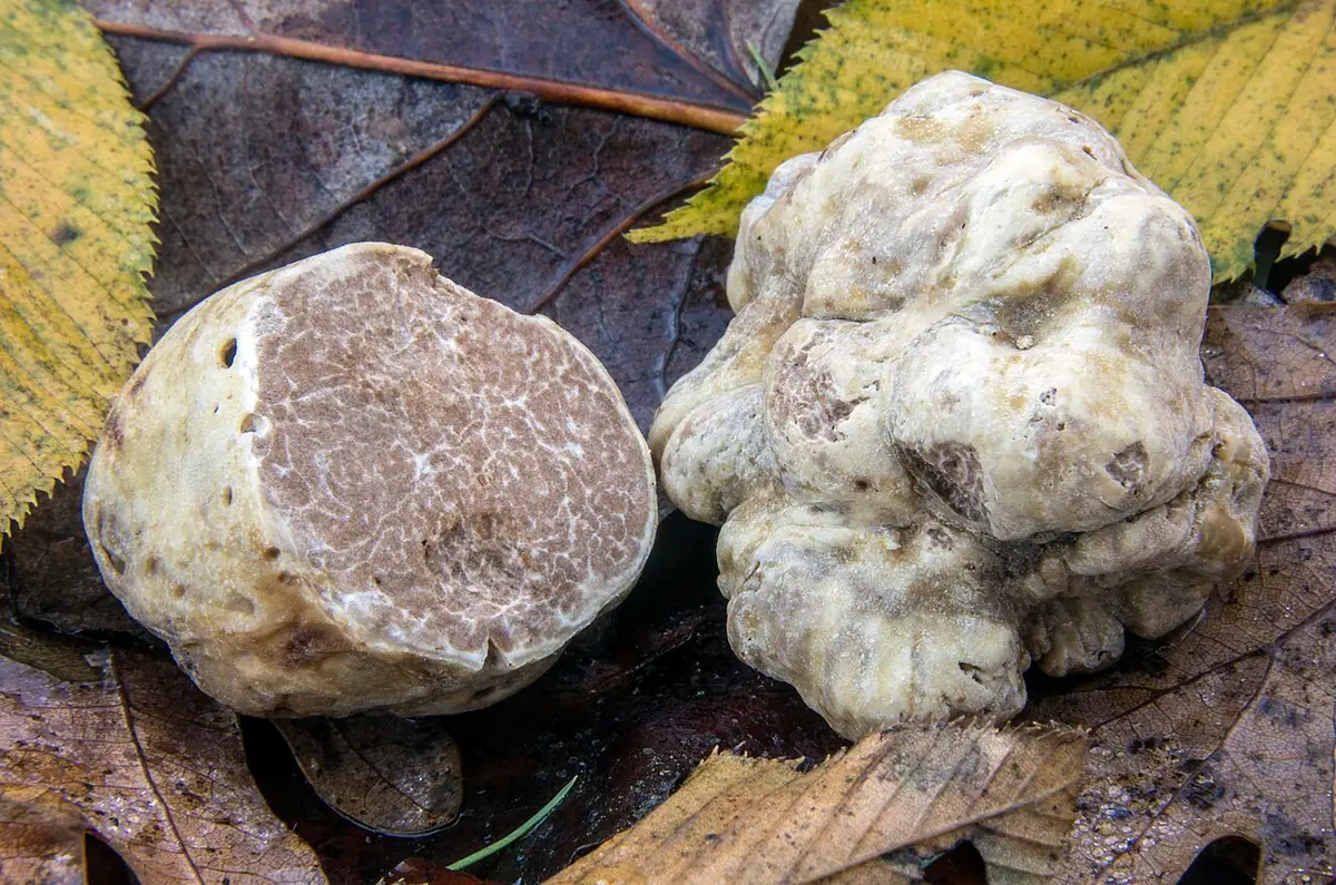 Trufla biała (Tuber magnatum) — zdjęcie 1 z 4