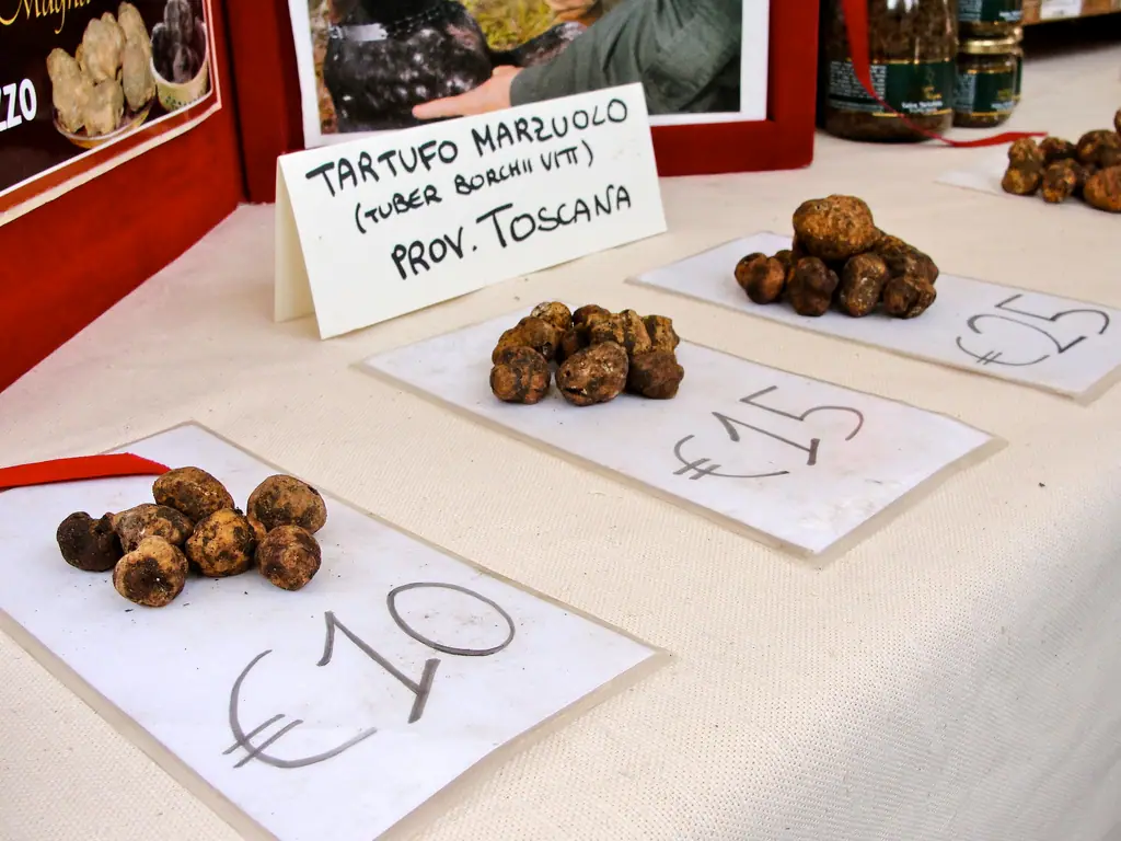 Trufla biaława (Tuber borchii) — zdjęcie 1 z 2